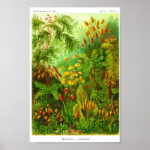 Bord 72. Muscinae. Poster
