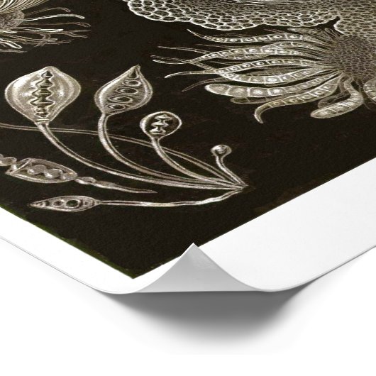 Bord 73. Ascomycetes. Poster (Hoek)