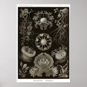 Bord 73. Ascomycetes. Poster (Voorkant)