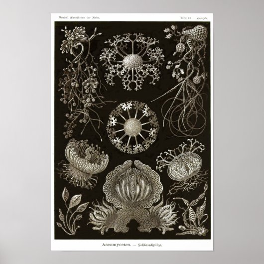 Bord 73. Ascomycetes. Poster (Voorkant)