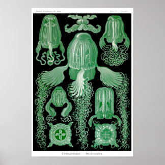 Bord 78. Cubomedusae Poster