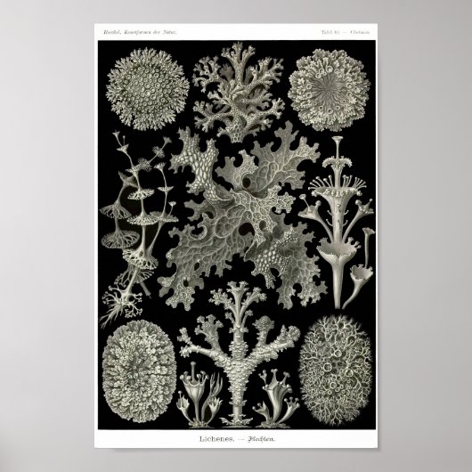 Bord 83. Lichens. Poster (Voorkant)