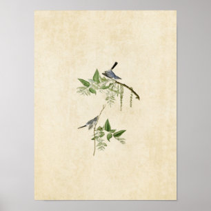 Bord 84   Blauwgrijze broekvanger   Vogels van Ame Poster