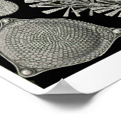 Bord 84. Diatomen. Poster (Hoek)