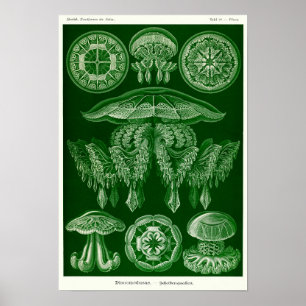Bord 88. Discomedusae. Poster