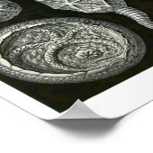 Bord 90. Cystoidea. Poster (Hoek)