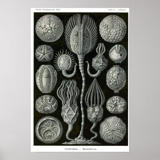 Bord 90. Cystoidea. Poster (Voorkant)