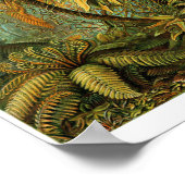 Bord 92. Filicinae. Poster (Hoek)