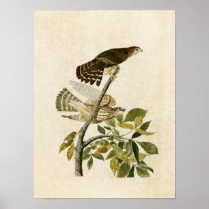 Bord 92 Pigeon Hawk Vogels van Amerika Poster
