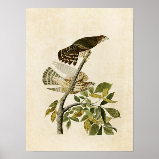 Bord 92 | Pigeon Hawk | Vogels van Amerika Poster (Voorkant)