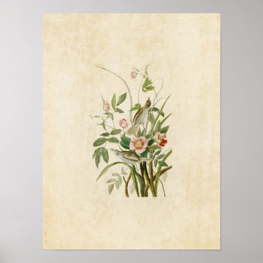 Bord 93 | Kustvink | Vogels van Amerika Poster (Voorkant)