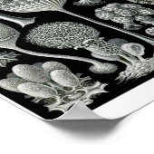 Bord 93. Mycetozoa. Poster (Hoek)