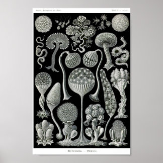 Bord 93. Mycetozoa. Poster