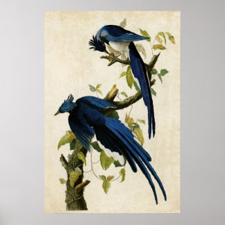 Bord 96 | Columbia Jay | Vogels van Amerika Poster