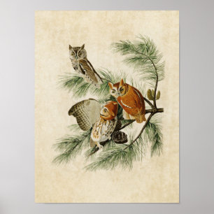 Bord 97 Little Screech Owl Vogels van Amerika Poster