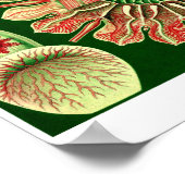 Bord 98. Discomedusae. Poster (Hoek)