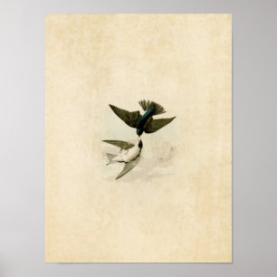 Bord 98 Witte-Bellied slib Poster