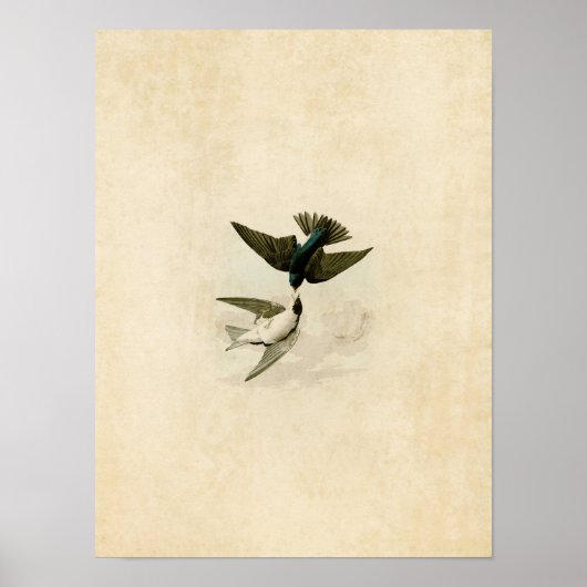 Bord 98 | Witte-Bellied slib Poster (Voorkant)