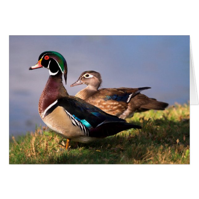 Bord de lac, Canard branchu (Devant horizontal)