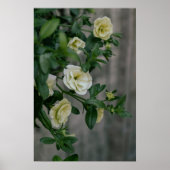 Bord Gele Petunia's Poster (Voorkant)