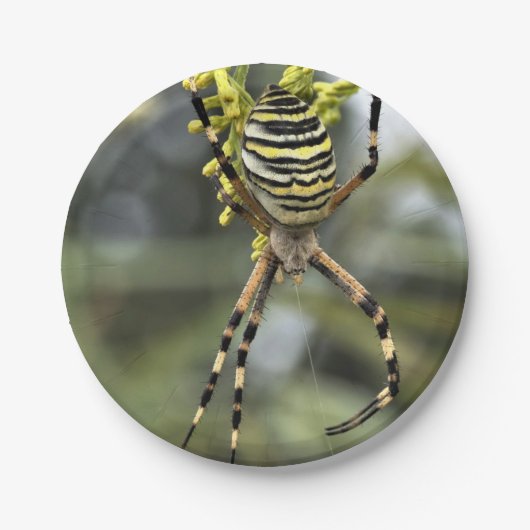 Bord Halloween Spider Paper (Voorkant)