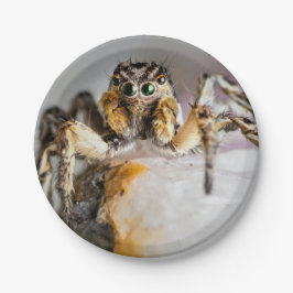 Bord Halloween Spider Paper