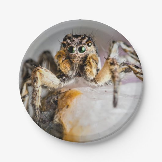 Bord Halloween Spider Paper (Voorkant)