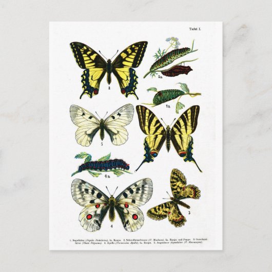 Bord I van de Europese Butterflies Briefkaart (Voorkant)