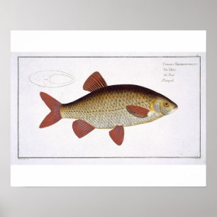 Bord I van de rode karper (Cyprinus Erithrofthalmu Poster