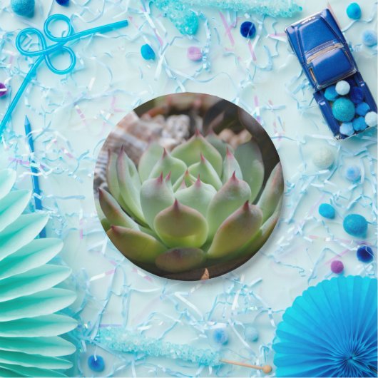 Bord Succulent papier (Feest)