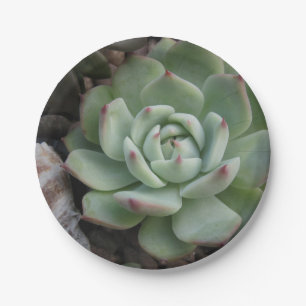 Bord Succulent papier