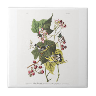 Bord van Audubon 123 (zwart en geel) Tegeltje