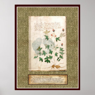 Bord Voynich 10 Poster