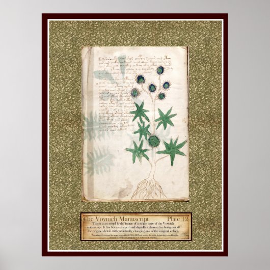 Bord Voynich 12 Poster (Voorkant)