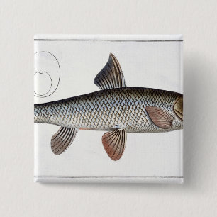 Bord XVIII van Barbel (Cyprinus Barbus) uit 'Ichth Vierkante Button 5,1 Cm