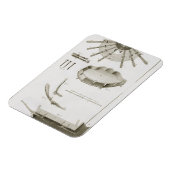 Bord XX: De verspreiding en werking van de pedalen Magneet (Linkerzijde)