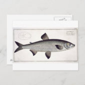 Bord XXVII van Salmon (Salmo Maraena) uit 'Ichthyo Briefkaart (Voorkant / Achterkant)