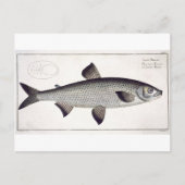 Bord XXVII van Salmon (Salmo Maraena) uit 'Ichthyo Briefkaart (Voorkant)