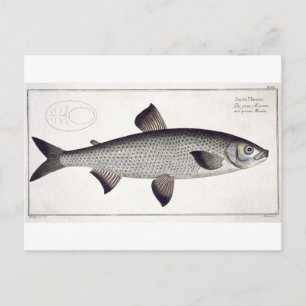 Bord XXVII van Salmon (Salmo Maraena) uit 'Ichthyo Briefkaart