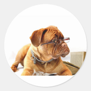 Bordeaux Mastiff, Franse Mastiff Bordeauxhond Cade Ronde Sticker
