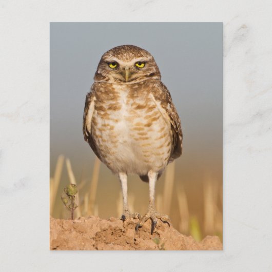 Bordende uil op een vuile heuvel briefkaart (Voorkant)