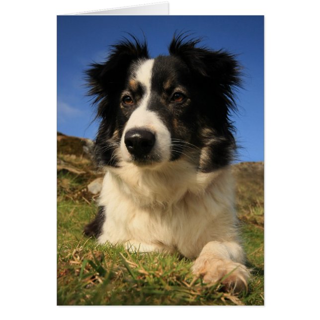Border Collie (Voorkant)