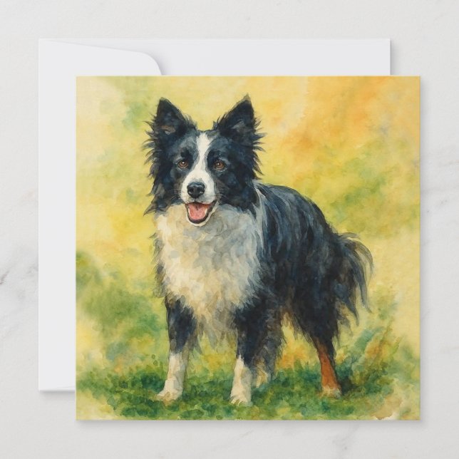 Border Collie (Voorkant)
