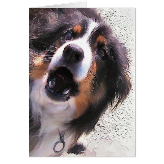 BORDER COLLIE (Devant)