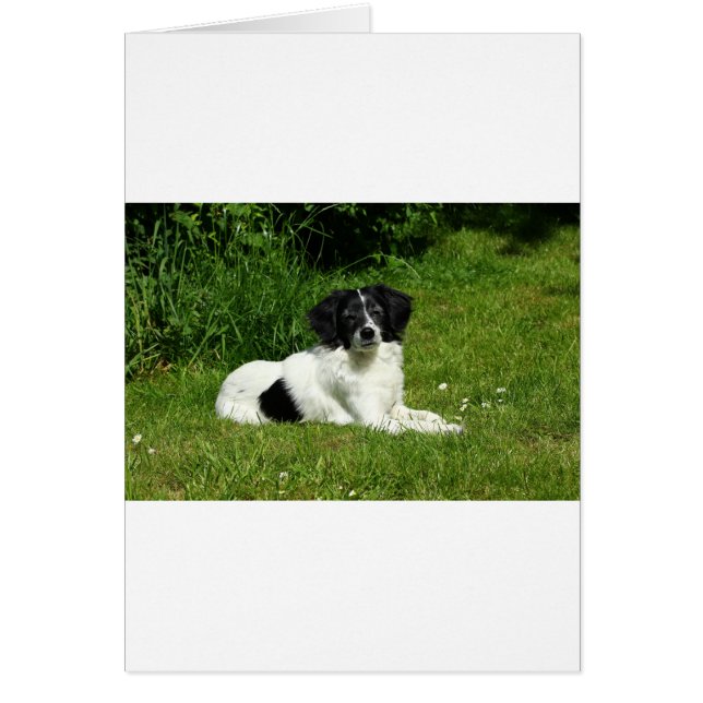 Border Collie (Voorkant)
