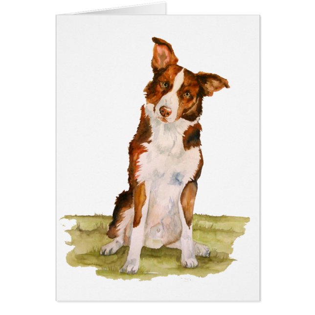Border Collie (Voorkant)