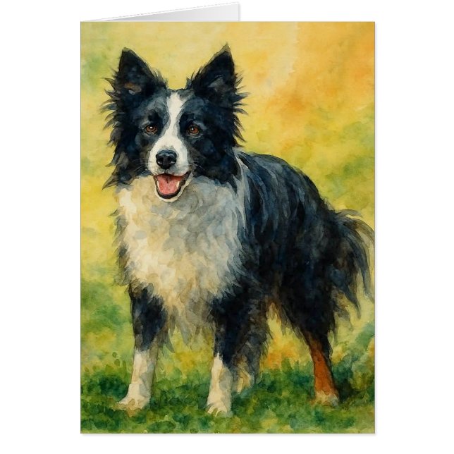 Border Collie (Devant)