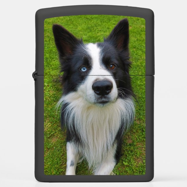Border Collie (Voorkant)