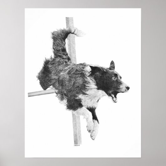 Border Collie Agility Dog Canine Art Dog Tekening Poster (Voorkant)