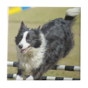 Border Collie Agility Tile Tegeltje